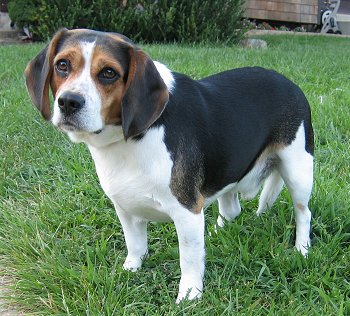 Beagle perdido