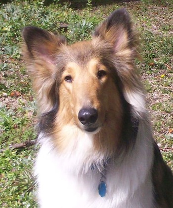 Collie perdido
